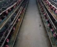 (出售)舒蘭 養雞場出售、轉讓,占地面積6000平