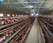 (出售) 梨樹建筑面積兩千適合養(yǎng)雞，倉庫，低價急售