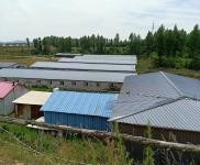 (出租) 東豐占地三萬平，有多間育豬廠房自動化設備，大片空地！