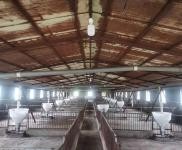 (出租) 東豐占地三萬平，有多間育豬廠房自動化設(shè)備，大片空地！