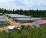 (出租) 東豐占地三萬平，有多間育豬廠房自動化設備，大片空地！