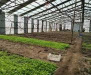 (出租)前郭 出租大棚1000,可做養殖,種植,鮮豐村,外帶地,有三項電,