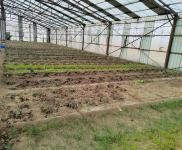 (出租)前郭 出租大棚1000,可做養殖,種植,鮮豐村,外帶地,有三項電,