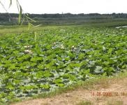 (出售) 出售前郭捌勃店高速口約一干米土地3萬平工業園區手續40年能更名