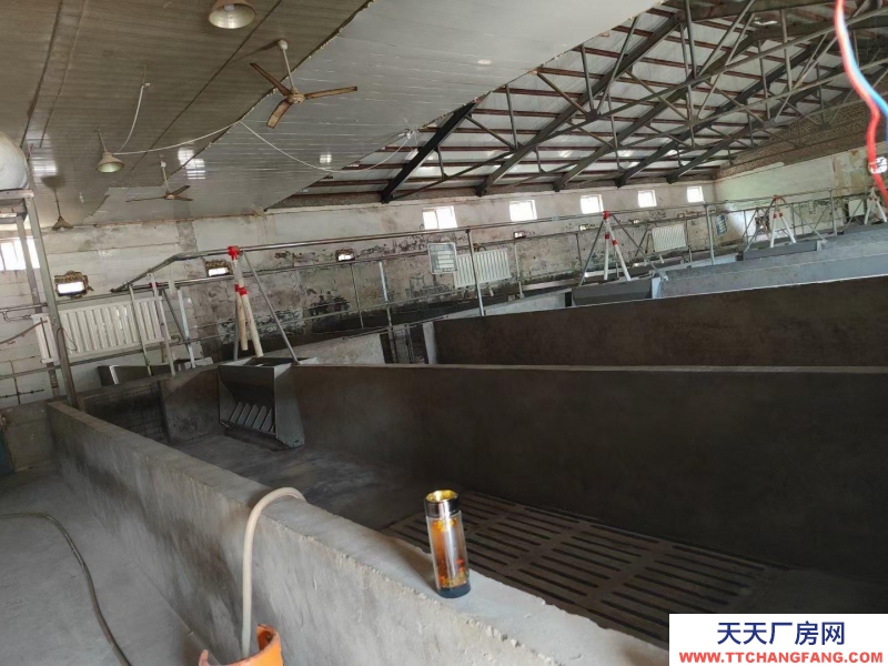 (出租) 現代化養豬廠，同時喂養500頭