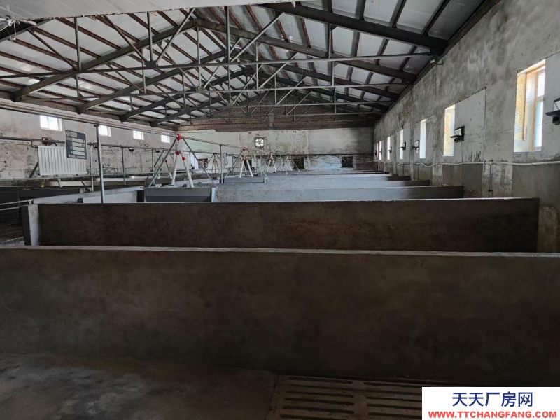 (出租) 現代化養豬廠，同時喂養500頭