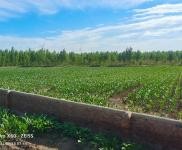 (出售) 通榆耕地三晌，樹地十余晌，養殖戶的