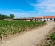 (出售) 通榆耕地三晌，樹地十余晌，養(yǎng)殖戶的