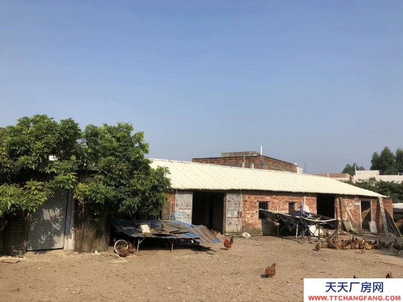 (出租) 該地靠近,五星建材(300米遠)—椹川實驗學校—椹川大道