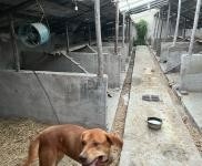 (出租) 延邊科技大學(xué)附近房屋出租。可做養(yǎng)狗圈