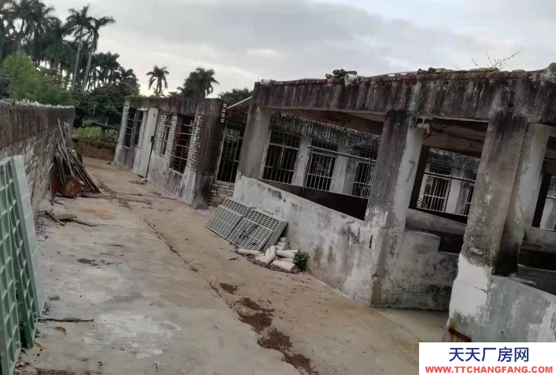 (出租) 湛江遂溪大面積場地出租(也可出售)，具體可商量