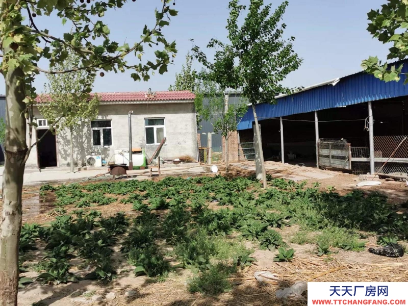 邢臺 任縣  (出租) 大豆村村北，總面積6畝，車間，庫房，鋼棚結構共1100平方