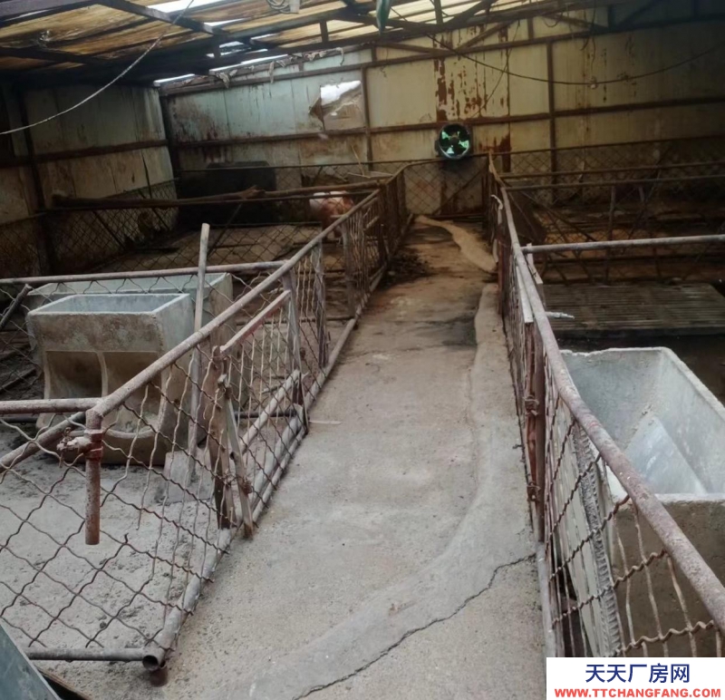 (出租) 家里豬場(chǎng)出租，各種設(shè)備齊全