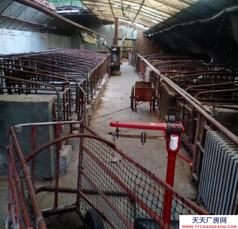 (出租) 家里豬場出租，各種設備齊全