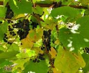 (出售)延邊和龍 曬明太魚，明太魚絲加工廠