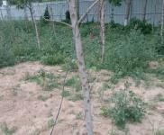 (出租) 濮陽清豐兩個四百五十平方米，一個六百五十平方米。