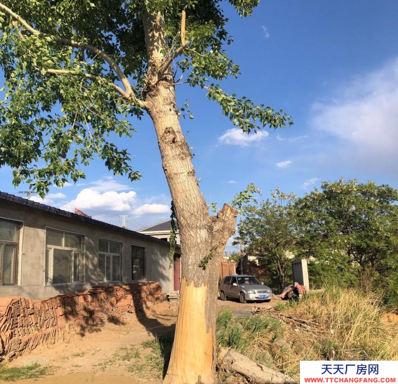 張家口 宣化  (出租) 急出租 獨(dú)門獨(dú)院適合休閑娛樂的農(nóng)村小院