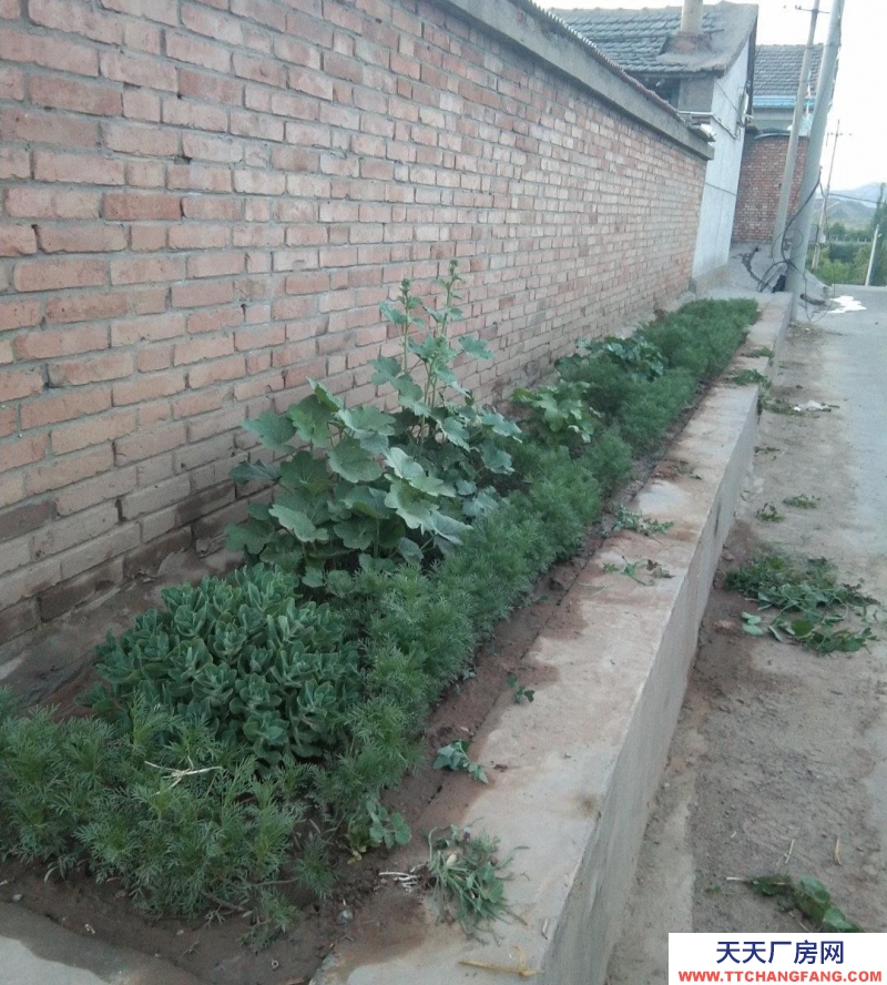 張家口 張北縣 (出售) 張北二臺鎮(zhèn)一畝大院，正房五間，有三相電