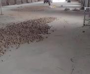 (出租) 周口淮陽廠房 倉庫 農家樂 物流 超市 洗浴中心