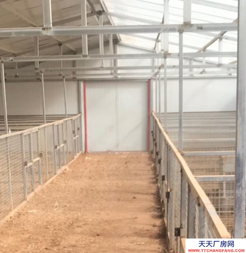 (出售) 和林格爾出租出售轉讓養殖藏香豬場地、大量藏香豬轉手低價賣