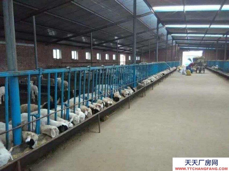 (出售) 武川出售(合作)一處廠房 可養(yǎng)殖豬牛羊家禽等 交通便利 設施齊全