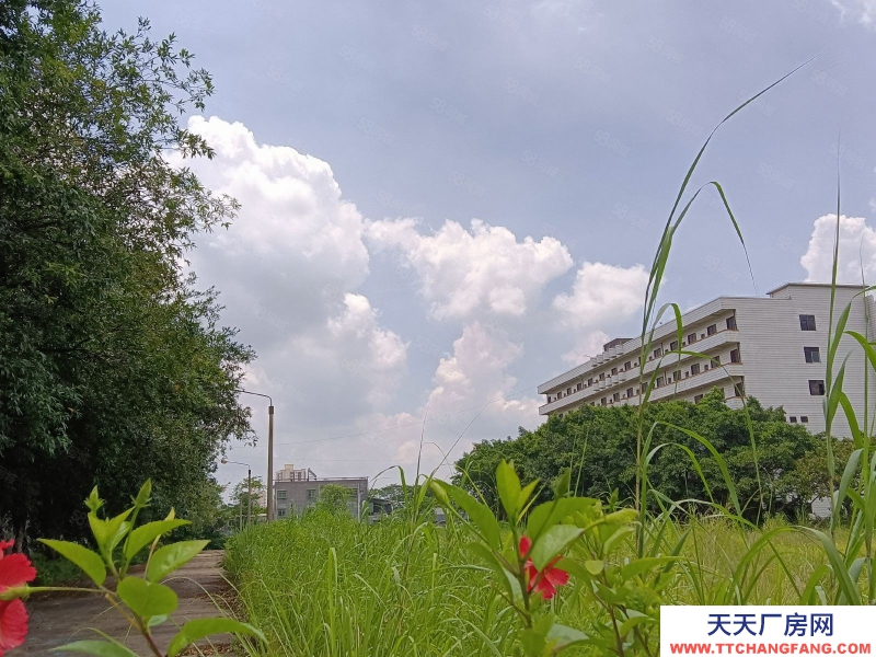 (出租) 河源市東源縣原房東獨門獨院廠房招租可分租適合其他乳制品類