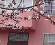 (出租) 周口項城兩層樓獨院，可以用做倉庫