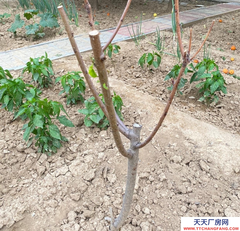 張家口 懷來 (出售) 出售大面積茶葉及相關制品廠房位置優(yōu)越