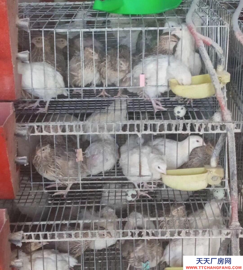 (出租) 出租九原牛場全自動鵪鶉養殖場