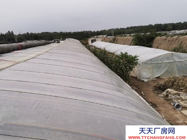 銀川市永寧 永寧北全一隊蔬菜大棚出售，鋼架，棚膜，簾子九成新。