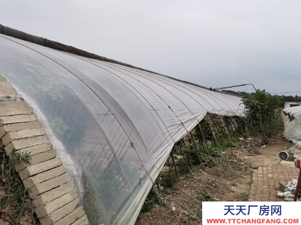 銀川市永寧 永寧北全一隊蔬菜大棚出售，鋼架，棚膜，簾子九成新。
