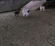 (出售) 信陽固始一個牛圈一個羊圈一個雞舍，兩套農(nóng)宅