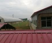 (出售)信陽固始住房2間，牛圈，羊圈，鵝棚，養雞場，魚塘，龍蝦塘