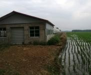 (出售)信陽固始住房2間，牛圈，羊圈，鵝棚，養雞場，魚塘，龍蝦塘