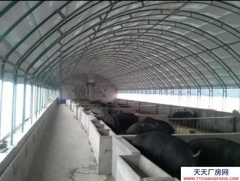 滄州 鹽山(出租) 豬棚出租 1500平，代養豬苗