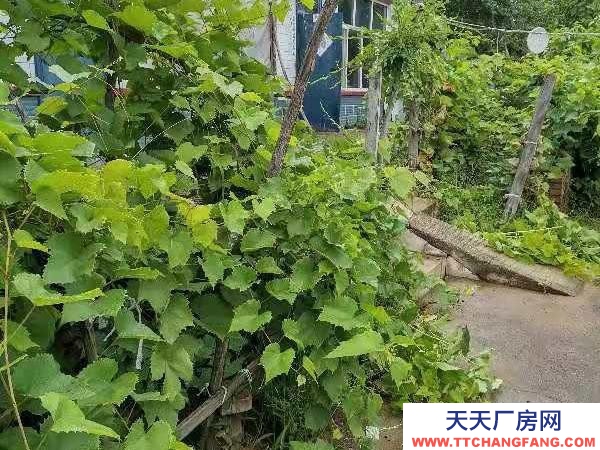 鐵峰總面積880平方米左右，房屋占地220平方米左右。養殖廠房