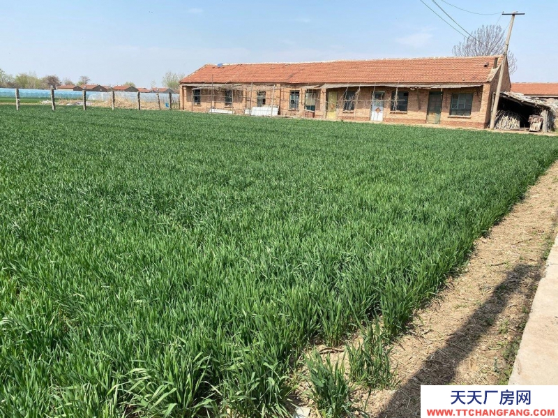 滄州 青縣(出租) 倉庫出租 交通便利 水電齊全 批發市場附近 帶院