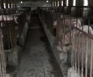 (出售)駐馬店確山 豬場出租或出售?。?！