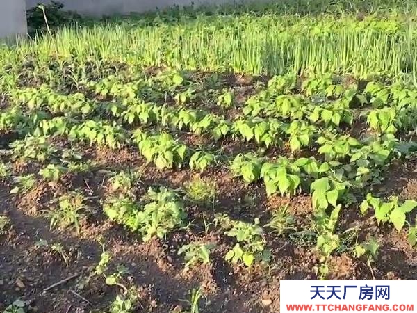 東山拎包入住 環境好，場地大，有上后院，有三個車庫，三個住房 養殖廠房