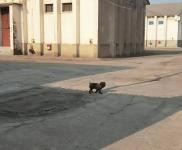 (出租) 駐馬店遂平火車站對面金益公司多棟倉庫