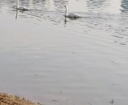 (出租) 三門峽陜州大道匯能電廠東門口，獨(dú)門獨(dú)院，水電齊全，