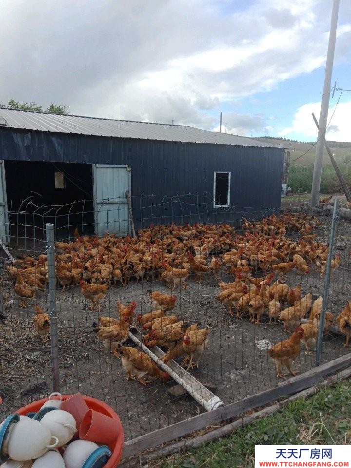 (出售) 免渡河小北村養殖場出售