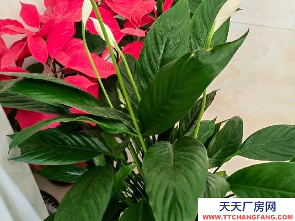 (出租) 鶴壁淇濱臨近市區(qū)，高鐵站，獨(dú)門(mén)獨(dú)院臨大街