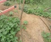 (出租) 鶴壁淇濱農村大院空閑，離快速通道很近，可改造使用。