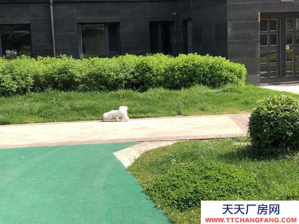 東安養(yǎng)殖場(chǎng)出租 可適用于養(yǎng)豬 養(yǎng)雞