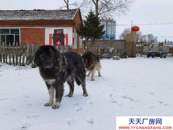 梅林廠房面積2千平，院子3千平。適合生產、養殖、倉儲。