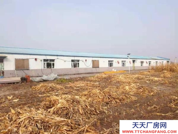 肇東市區南5公里萬通駕校附近玉米加工廠房